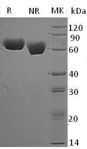 Human EPHA4/HEK8/SEK/TYRO1 recombinant protein