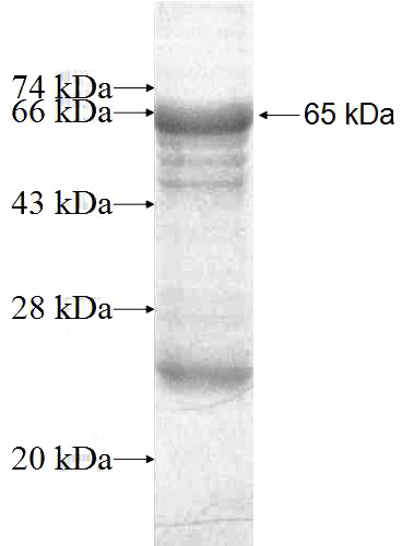 Recombinant Human LRP3 SDS-PAGE