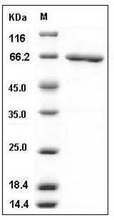 Human SerpinB2 / PAI-2 Protein (GST Tag) SDS-PAGE