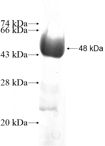 Recombinant Human RGNEF SDS-PAGE