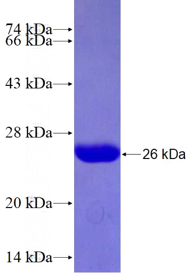 Recombinant Human PEAR1 SDS-PAGE
