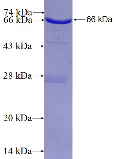 Recombinant Human GSPT1 SDS-PAGE