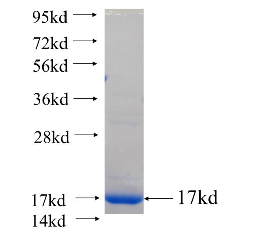 Recombinant human NeuN(Full length) SDS-PAGE
