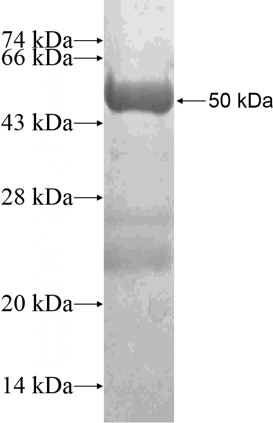 Recombinant Human A2BP1 SDS-PAGE
