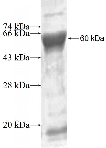 Recombinant Human DTNB SDS-PAGE