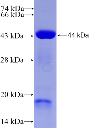 Recombinant Human TEC SDS-PAGE