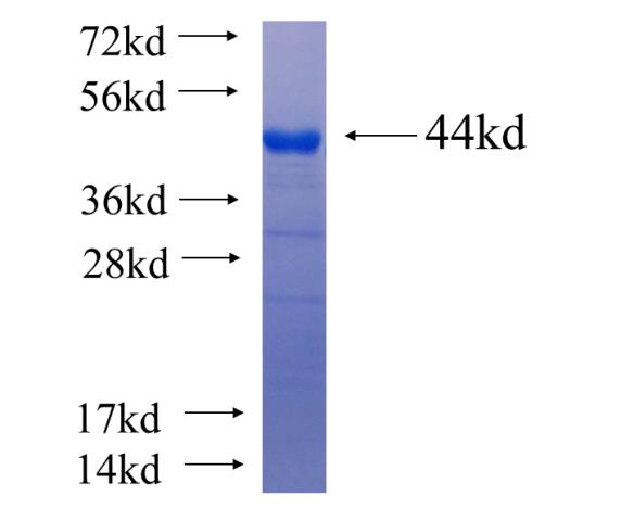 Recombinant human RLIM SDS-PAGE