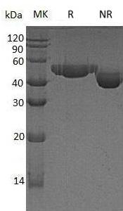 Human NECTIN2/HVEB/PRR2/PVRL2 (His tag) recombinant protein