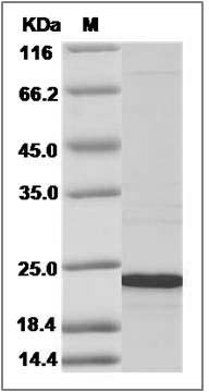 Human CIRBP / Cold-inducible RNA-binding Protein (His Tag) SDS-PAGE