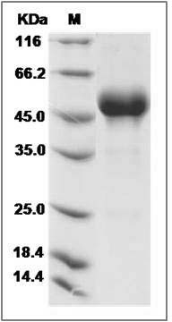 Cynomolgus CD160 Protein (Fc Tag) SDS-PAGE