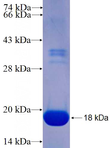 Recombinant Human ERG SDS-PAGE