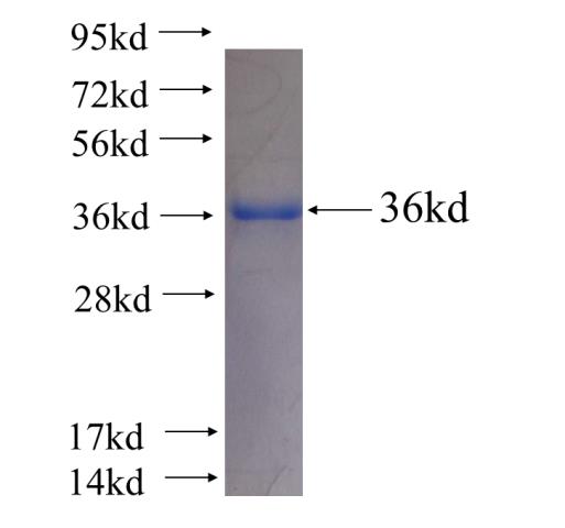 Recombinant human PQBP1(Full length) SDS-PAGE