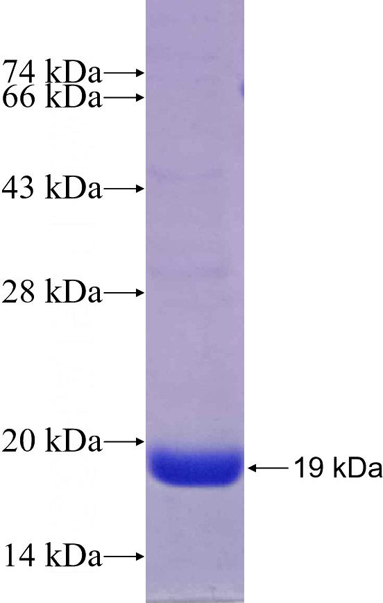 Recombinant Human APOL3 SDS-PAGE