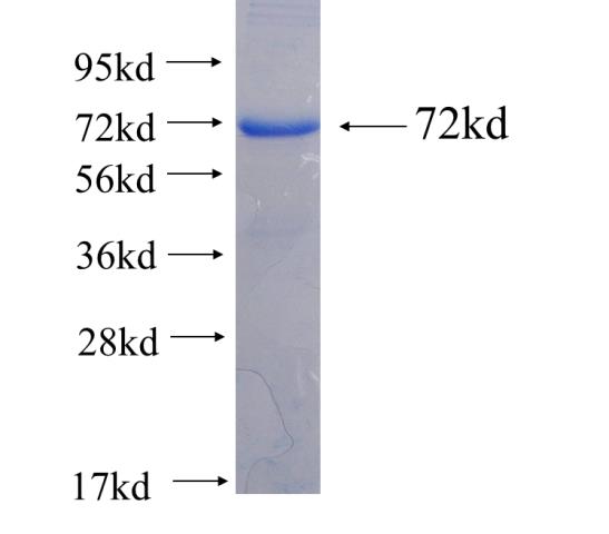 Recombinant human CYTH1 SDS-PAGE