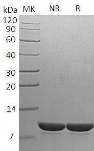 S.cerevisiae PAM18/TIM14/YLR008C recombinant protein