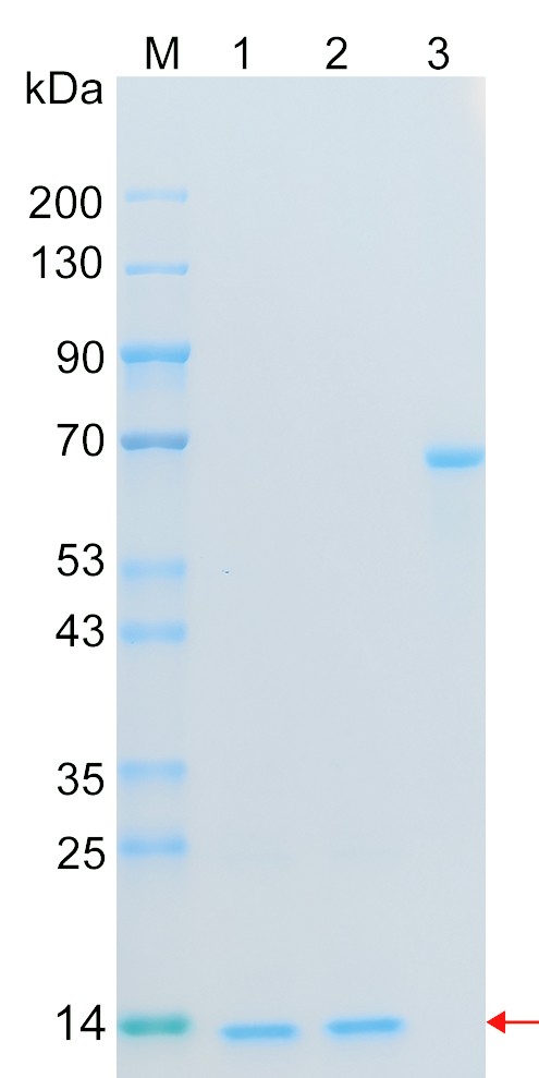 Recombinant SRSF2 protein (His tag) SDS-PAGE