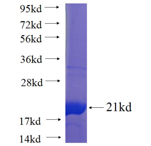 Recombinant human ISG20 SDS-PAGE