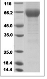 Rhesus IL6R/IL-6R/CD126 Protein 14496