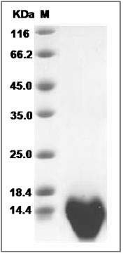 Mouse CCL3 / Mip1a Protein SDS-PAGE
