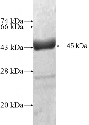 Recombinant Human MRFAP1L1 SDS-PAGE