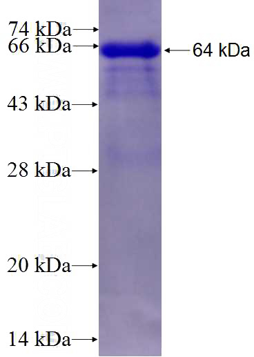 Recombinant Human PC SDS-PAGE