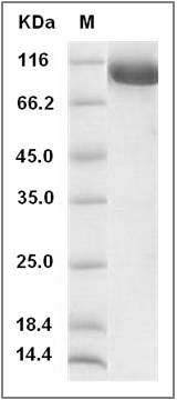 Cynomolgus EphA4 Protein (Fc Tag) SDS-PAGE