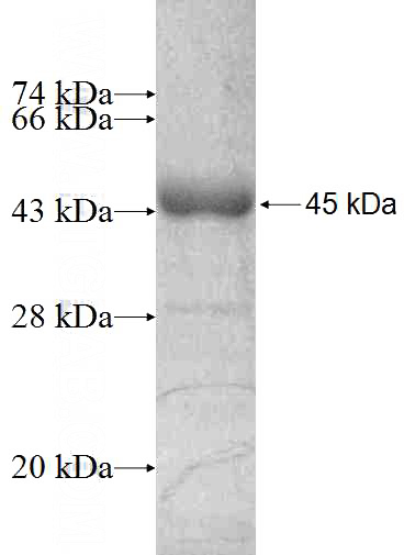 Recombinant Human NUF2 SDS-PAGE