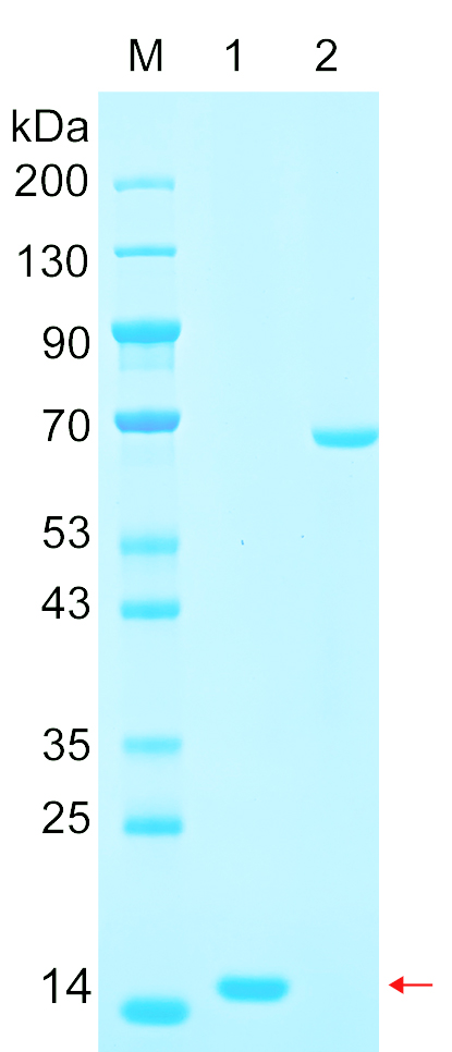 Recombinant IGLC6 protein (His tag) SDS-PAGE