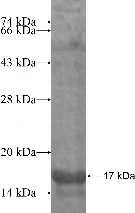 Recombinant Human FERD3L SDS-PAGE