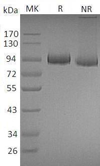 Mouse Mpo (His tag) recombinant protein