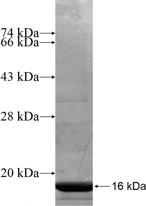 Recombinant Human HTR1B SDS-PAGE