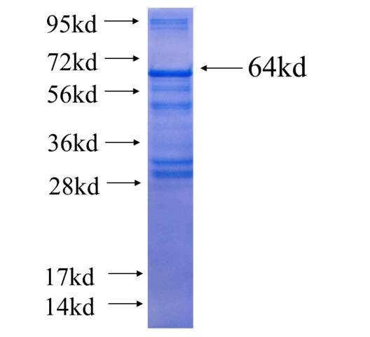 Recombinant human INF2 SDS-PAGE
