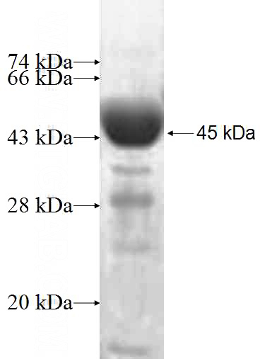 Recombinant Human KIF3C SDS-PAGE