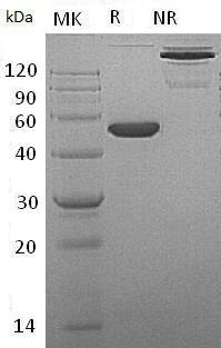Mouse Efna4/Epl4/Eplg4/Lerk4 (Fc tag) recombinant protein