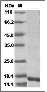 Rat IL10 / Interleukin-10 Protein SDS-PAGE