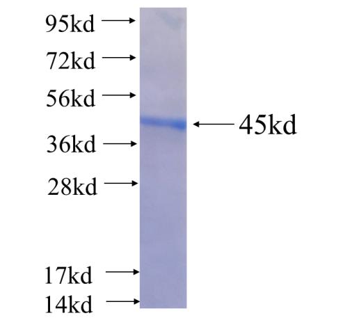 Recombinant human UGT2B4 SDS-PAGE