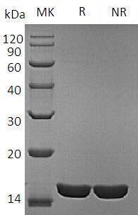 Rat Il1a recombinant protein