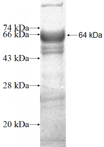 Recombinant Human MOCOS SDS-PAGE