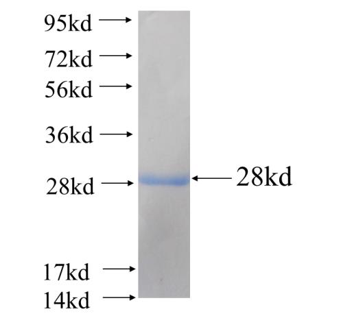 Recombinant human GSTM3(Full length) SDS-PAGE