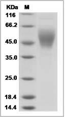 Human B7-H6 / B7H6 Protein (His Tag)