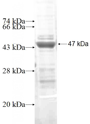 Recombinant Human Fascin SDS-PAGE