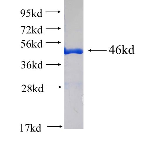 Recombinant human SCOT SDS-PAGE