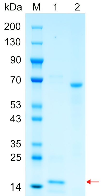 Recombinant MDM2 protein (His tag) SDS-PAGE