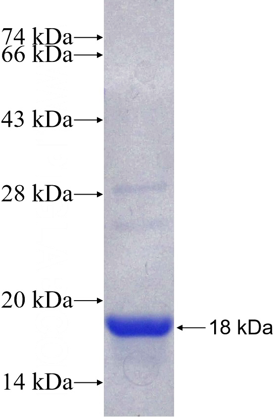 Recombinant Human Histone H2A.z SDS-PAGE