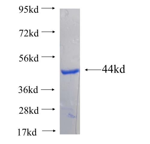 Recombinant human PI4K2B SDS-PAGE