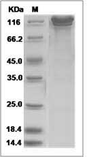 NLGN4X protein SDS-PAGE