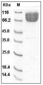 Human CD86/B7-2 (His & Fc Tag) recombinant protein