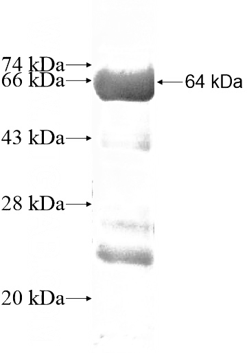 Recombinant Human SEC31A SDS-PAGE
