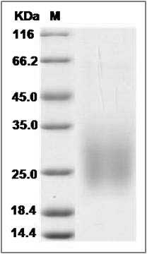 Human TALLA-1 / TSPAN7 Protein (His Tag) SDS-PAGE