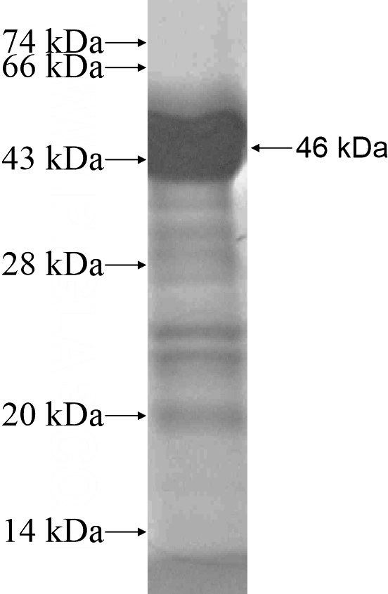 Recombinant Human ADAM33 SDS-PAGE